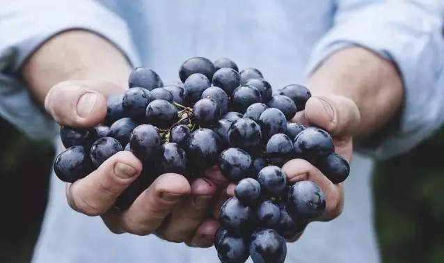 Must-Know Tips: Key Points for Food Import/Export Customs Declaration & Inspection—All Covered!